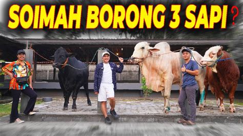 5 Artis Kurban Sapi Jumbo Untuk Idul Adha 2023 Bobotnya Lebih Dari 1