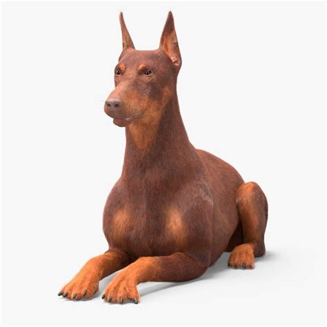 Modelo D Perro Doberman Marr N Acostado Pelaje Turbosquid