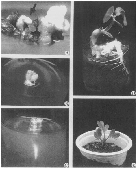 Plant Regeneration Via Somatic Embryogenesis In Groundnut Arachis