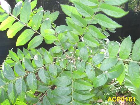 Ex Situ Conservation Of Medicinal Plant