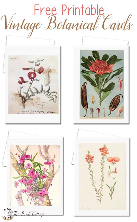 Vintage Botanical Illustration Cards Set One The Birch Cottage