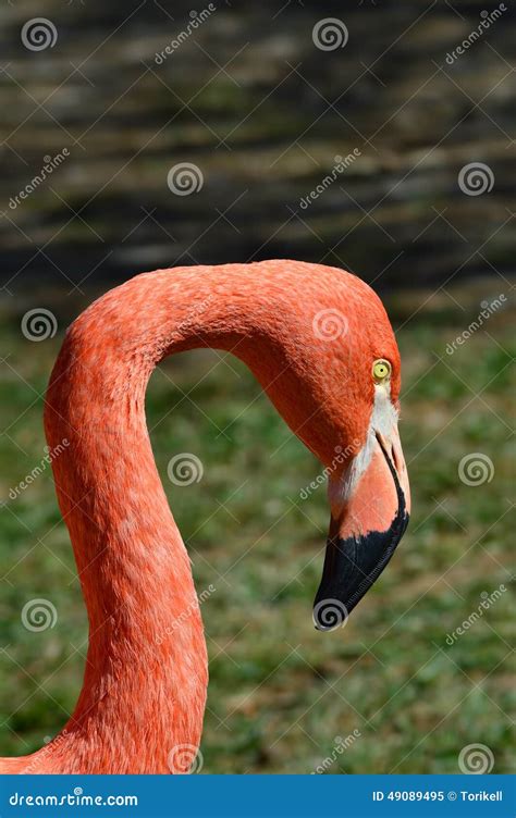 Close Up Portrait Of Flamingo Head And Neck Stock Image Image Of Head