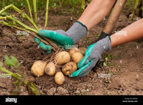 Potato Harvest Hand Hi Res Stock Photography And Images Alamy