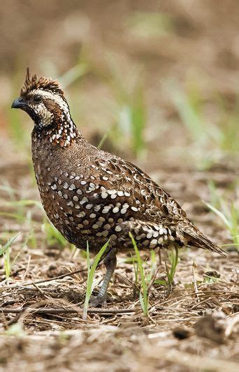 Pin De Sabi Schu Em Wachteln Quail Codornas P Ssaro Ex Tico P Ssaros