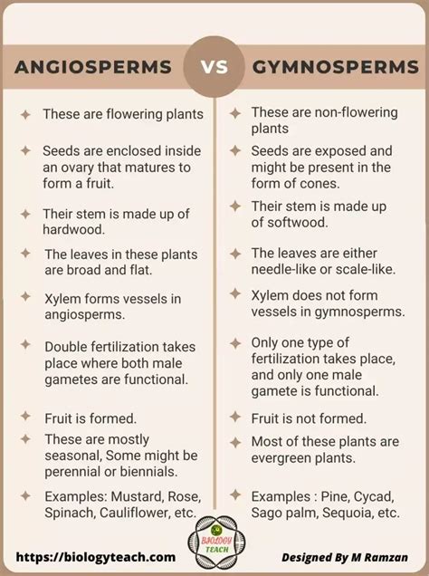 Comparing And Contrasting Gymnosperms And Angiosperms Venn D