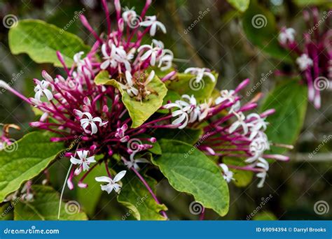 Orchideen Im Regen Wald Stockfoto Bild Von Zweig Purpurrot