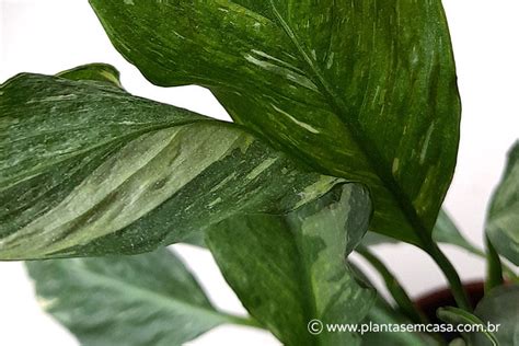 Lírio da Paz Aprenda a cultivar e cuidar do Spathiphyllum