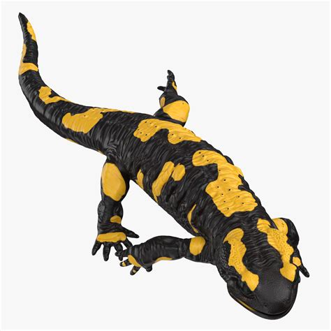 Salamander 3d Models Download Free3d