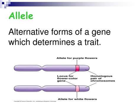 Ppt Introduction To Genetics Powerpoint Presentation Id5596703