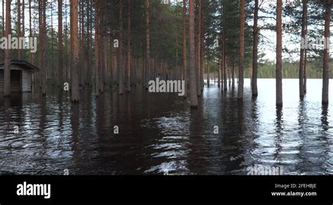 Canada muskeg swamp Stock Videos & Footage - HD and 4K Video Clips - Alamy