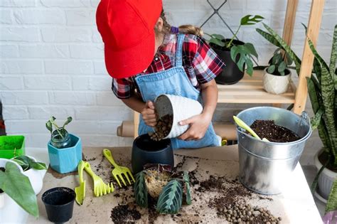 Garota Replanta Uma Planta De Casa Em Vaso Maranta Em Um Novo Solo