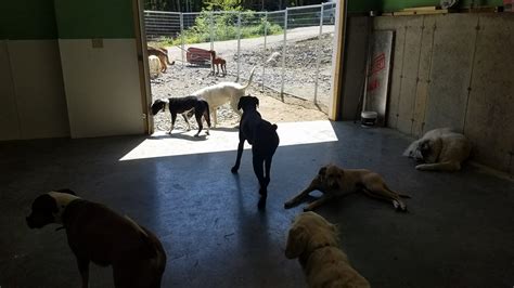 Off The Beaten Trail Dog Boarding Facility Newark Vt