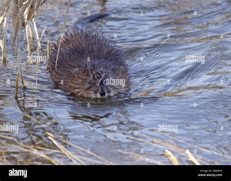 Tail of muskrat hi-res stock photography and images - Alamy