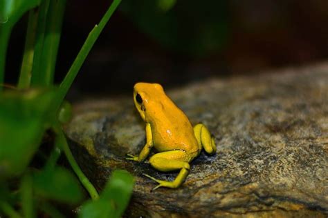 4 Poison Dart Frog Predators - Wildlife Informer