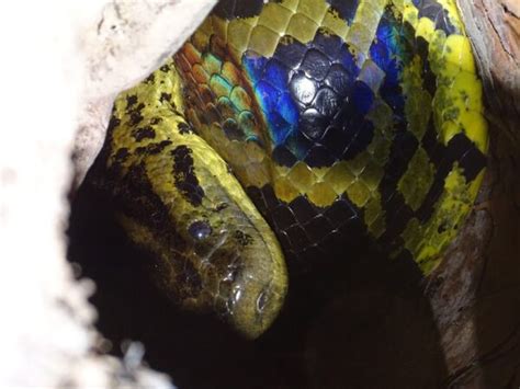 Uma sucuri viva entre 9 milhões de cobras mortas achado traz esperança