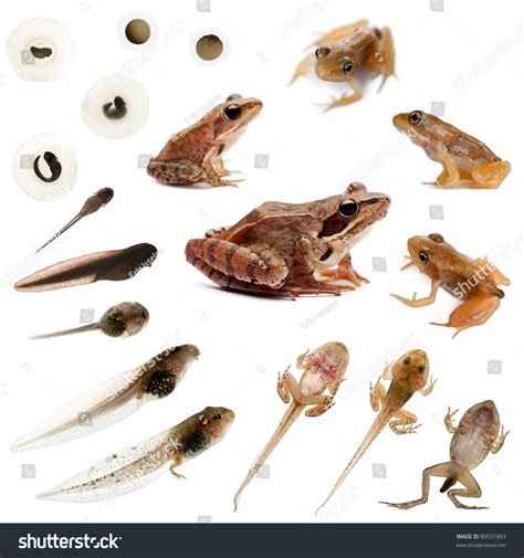 Composition Of The Complete Evolution Of A Common Frog In Front Of A ...