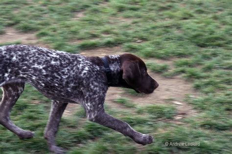 German Shorthaired Pointer Training and Temperament, Plus Rescue Video ...