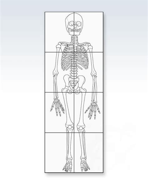 Free Printable Life Size Printable Skeleton