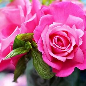 Pussy Willow Shadows Photograph By Emma Manners Fine Art America