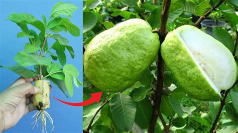 Unique Skill To Grow Guava Tree Using Banana And Aloe Vera Hormone