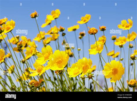 Yellow Namakwaland Daisy Karoo Stock Photo Alamy