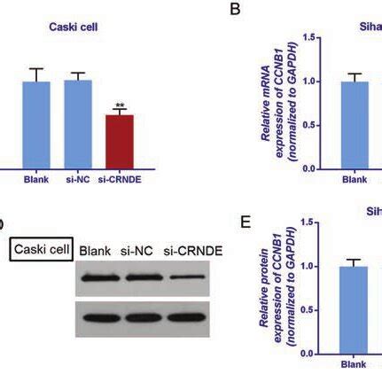 The Effects Of Silencing Crnde On The Expression Of Ccnb In Siha And