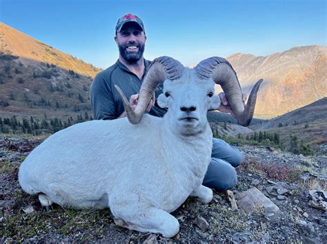 Raven S Throat Outfitters Dall Sheep Photo Gallery