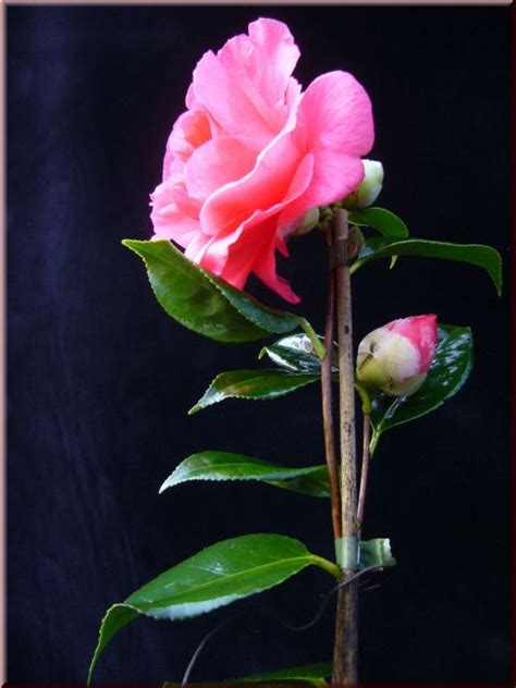 Kamelien De Camellia Jap Jeffrey Hood Bei Kamelien De