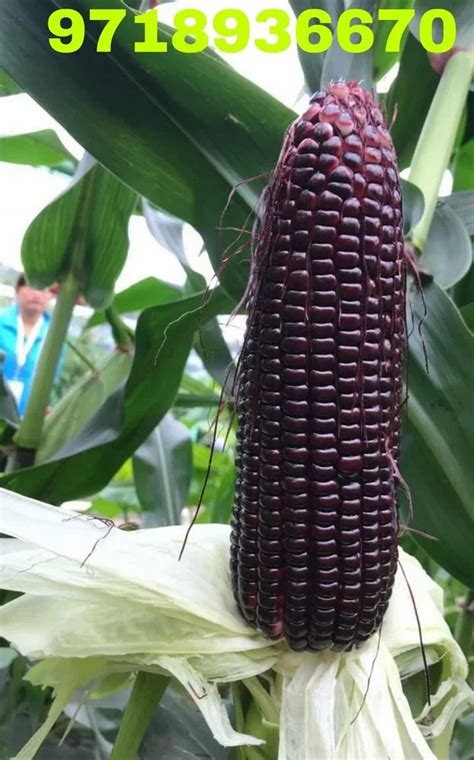 9144 Natural Black Corn Seeds Packaging Type Loose Packaging Size 1