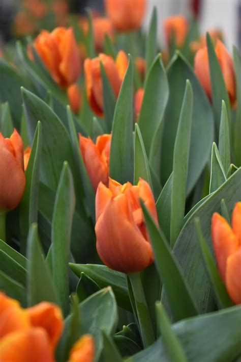 Orange Flowers in Close Up Photography · Free Stock Photo