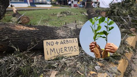 Dónde se sembrarán árboles para remediar tala en avenida Lázaro