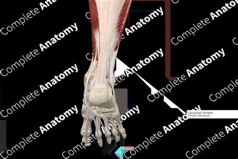 Calcaneal Tendon | Complete Anatomy