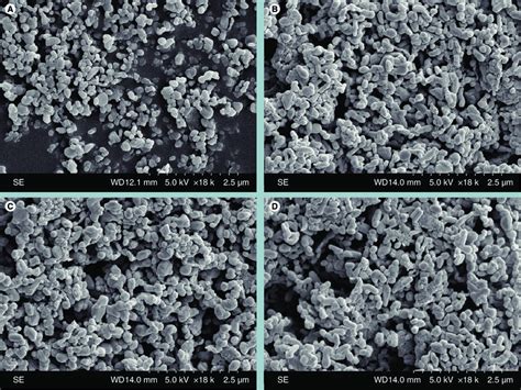 Scanning Electron Microscopy Micrographs Of A Chitosan F B Cl