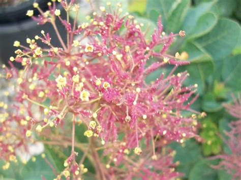 Cotinus Coggygria Albero Della Nebbia