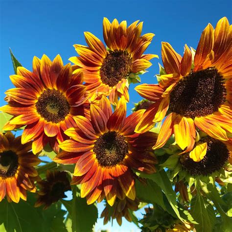 Qauzuy Garden Semillas De Girasol Helianthus Annuus Girasol