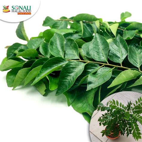 Daun Kari Curry Leaf Frozen Sonali Halal Food Cafe