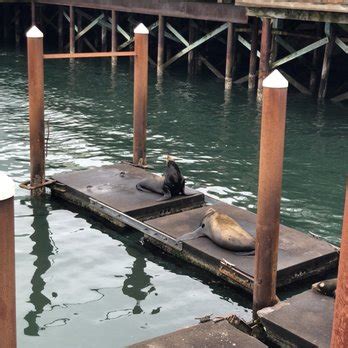 Newport Sea Lion Docks Updated December Photos