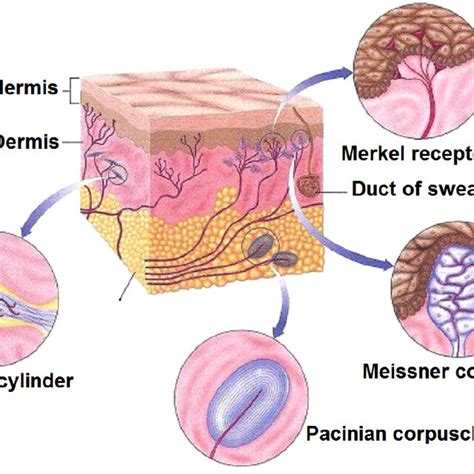 Four different types of mechanoreceptors. Adapted from Chen (2014 ...