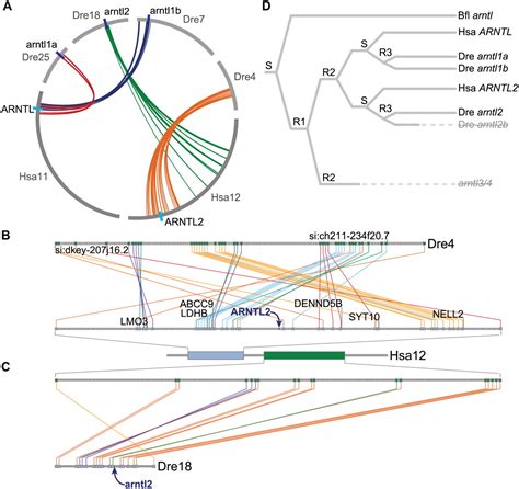 Automated Identification Of Conserved Synteny After Whole Genome