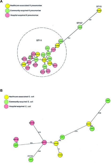 A Minimum Spanning Tree Of Core Genome Sequences Of K Pneumoniae