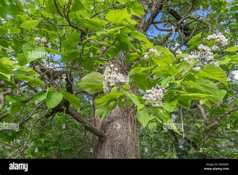 Catalpa tree High Resolution Stock Photography and Images - Alamy