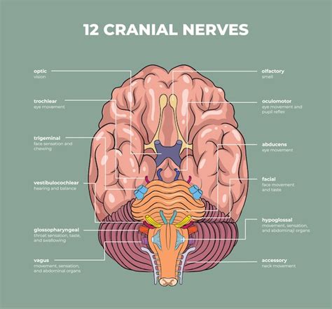 Premium Vector Illustration Of Cranial Nerves Diagram