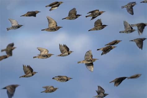 Starling Bird Flock