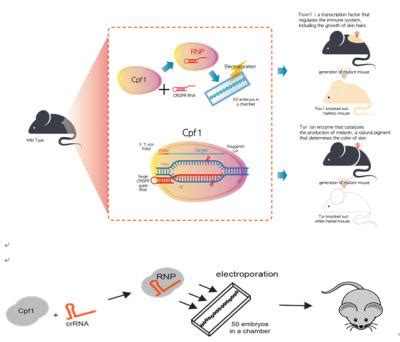 Crispr Cpf Mediated Mutant Mo Image Eurekalert Science News Releases