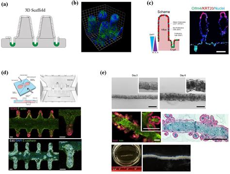 In Vitro Models Of Intestinal Epithelium Toward Bioengineered Systems