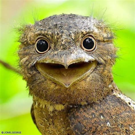 SAFARI on Instagram: “The Sri Lanka frogmouth, Sri Lankan frogmouth or ...