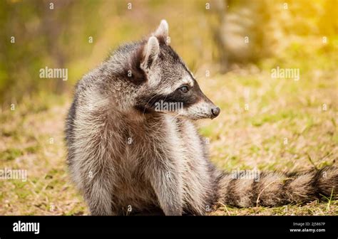 Close up of a raccoon in its habitat, Portrait of a cute raccoon in its ...