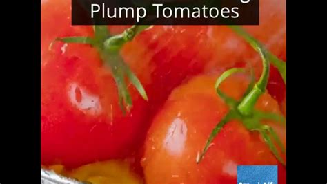 Secrets To Growing Plump Tomatoes YouTube