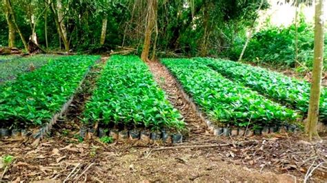 El Nico Caf Que Se Produce En El Pa S Es De Las Yungas Salte As