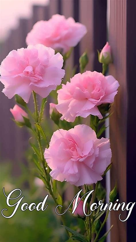 Good Morning Rose Flower Love Hd Image Finetoshine Good